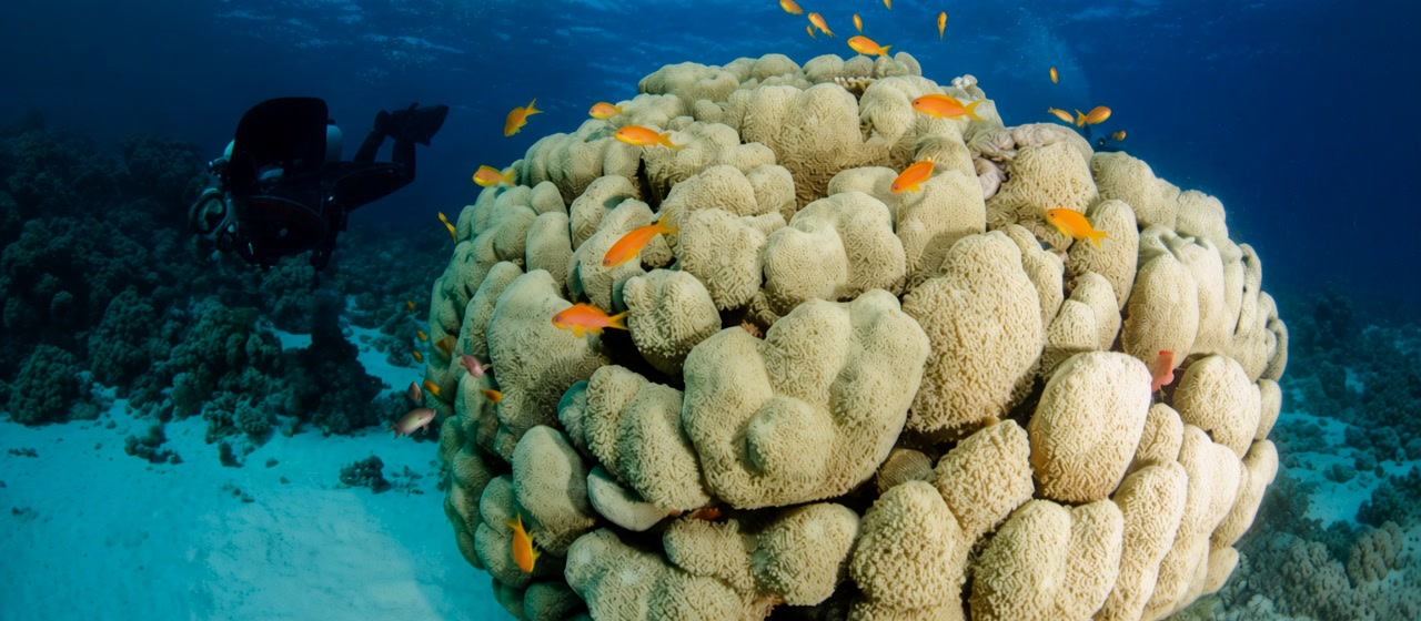 Hard coral mound and anthias on a Sharm reef